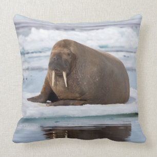 Coussin Walrus resting on ice, Norway
