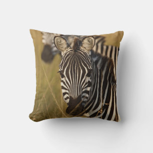 Coussin Zèbre de Burchell dans les hautes herbes d'été, Ma