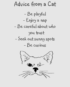 Coussins Humour De Chat Zazzle Be Coussins Humour De Chat Zazzle Be
