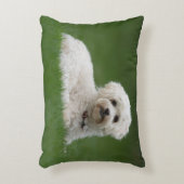 Coussins Décoratifs Moritz the Maltese (Devant(Vertical))