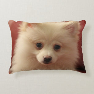 Coussins Décoratifs Pomeranian Dog