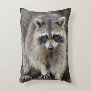 Coussins Décoratifs Raton laveur, lotor de Procyon, la Floride,