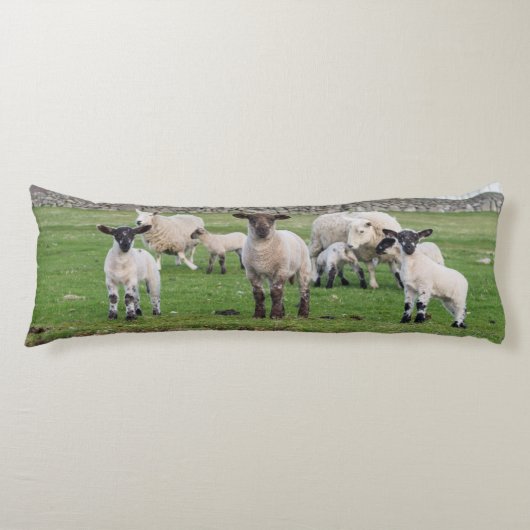 Coussins Longs Mouton des Shetland (Devant)