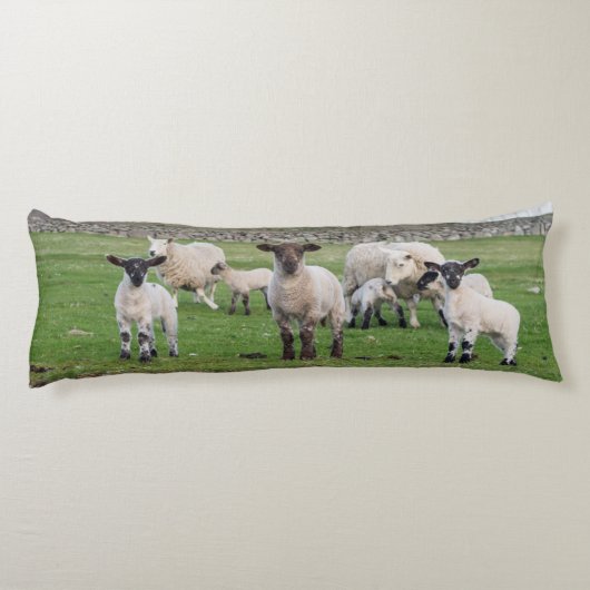 Coussins Longs Shetland Sheep (Dos)