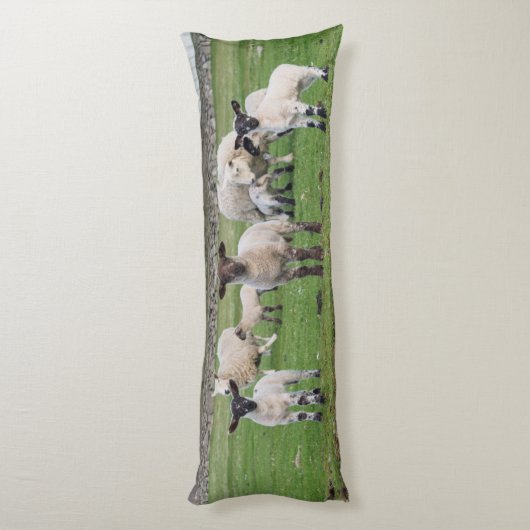 Coussins Longs Shetland Sheep (Dos (Vertical))