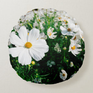 Coussins Ronds Belle fleurs de cosmos blanc fleurissant dans la g
