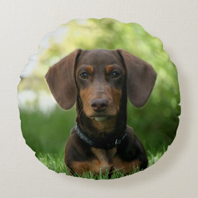 Coussins Ronds Chiot Brown Dachshund (Devant)