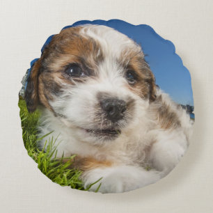 Coussins Ronds Chiot mignon (Shitzu)