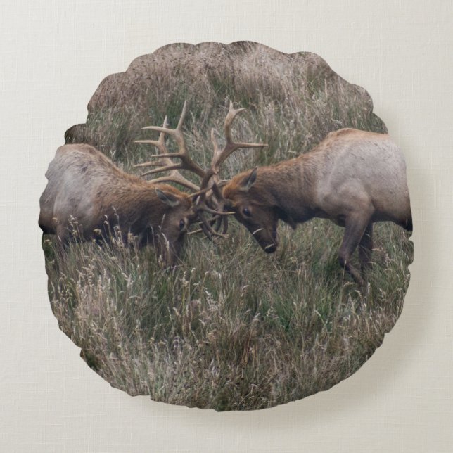 COUSSINS RONDS COMBATTRE LES CERFS (Devant)