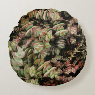 Coussins Ronds Crassula perforata