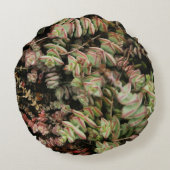 Coussins Ronds Crassula perforata (Dos)
