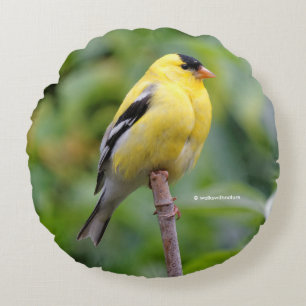 Coussins Ronds Goldfinch américain masculin sur le bambou
