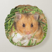 Hamster syrien
