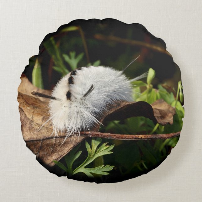 Coussins Ronds Hicky Tussock Moth (Devant)