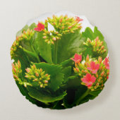 Coussins Ronds Kalanchoe blossfeldiana (Dos)