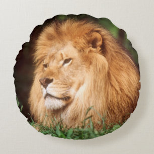 Coussins Ronds Lion adulte mâle