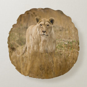 COUSSINS RONDS LIONNEUR DANS LA GRASSE