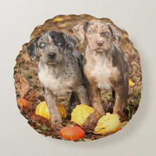 Coussins Ronds Marionnettes de Catahoula Louisiane avec Citrouill