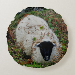 Coussins Ronds Moutons de Dartmoor dans la dissimulation
