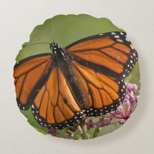 Coussins Ronds Papillon monarque mâle sur Asclépiade incarnate