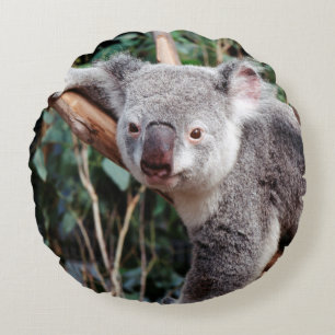 Coussins Ronds Parc zoologique Featherdale, Koalas