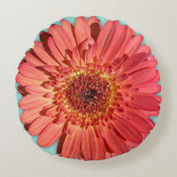 Photos Gerbera Daisy couleur corail
