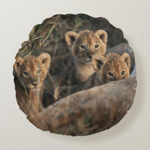Coussins Ronds Trio de bébés lions âgés de six semaines assis
