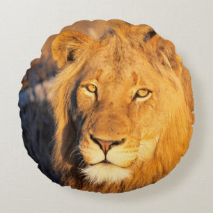 Coussins Ronds Un lion à crinière rouge regardant l'appareil phot