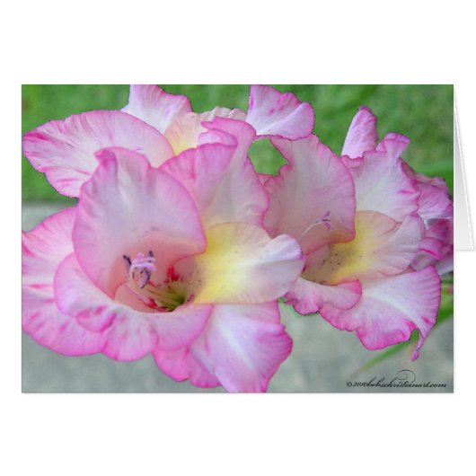 couteau rose lilly_palete (Devant horizontal)