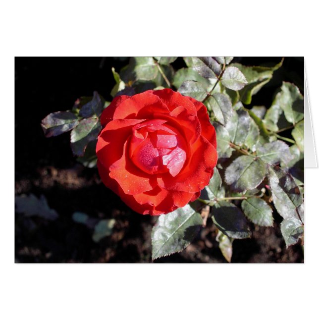 Couvert de rosée s'est levé (Devant horizontal)