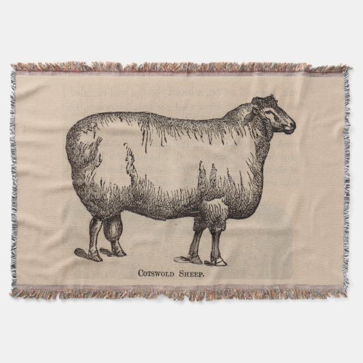 Couverture 19e century print cotswold sheep (Devant)
