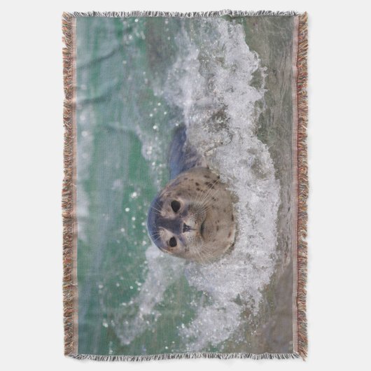 Couverture A baby seal surfing (devant Vertical)