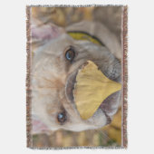 Couverture Adorable Chien de France (devant Vertical)