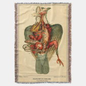 Couverture Anatomie d'un pigeon (devant Vertical)