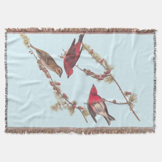 Couverture Audubon's Purple Finch Trois oiseaux rouges en hiv (Devant)