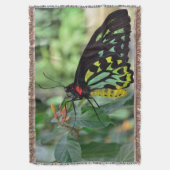 Couverture Beau Papillon (devant Vertical)