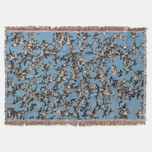 Couverture Beaux canards d'hiver en vol (Devant)