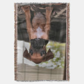 Couverture Boxer Baby (devant Vertical)
