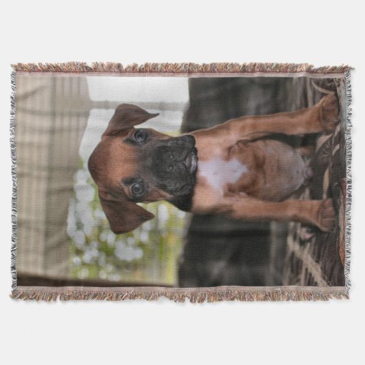 Couverture Boxer Baby (Devant)
