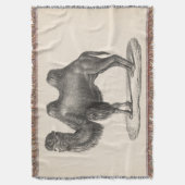 Couverture Brodtmann Camel Sketch (devant Vertical)