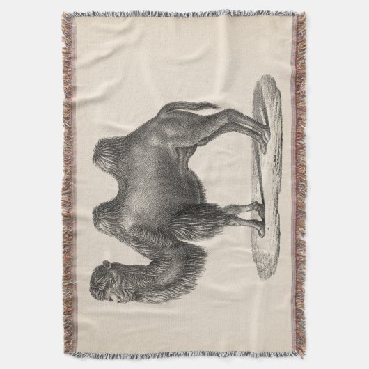 Couverture Brodtmann Camel Sketch (devant Vertical)