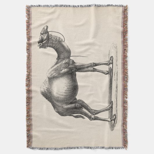Couverture Brodtmann Dromedary Camel croquis (devant Vertical)