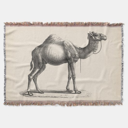 Couverture Brodtmann Dromedary Camel croquis (Devant)