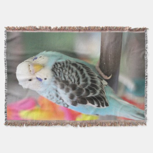 Couverture Budgie (Devant)
