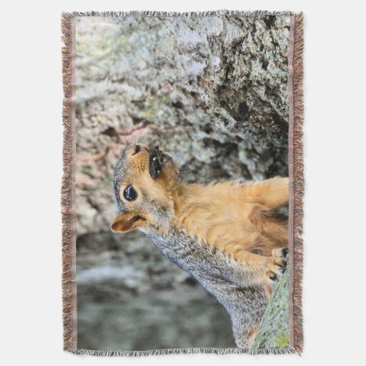 Couverture Capsule Cicada (devant Vertical)