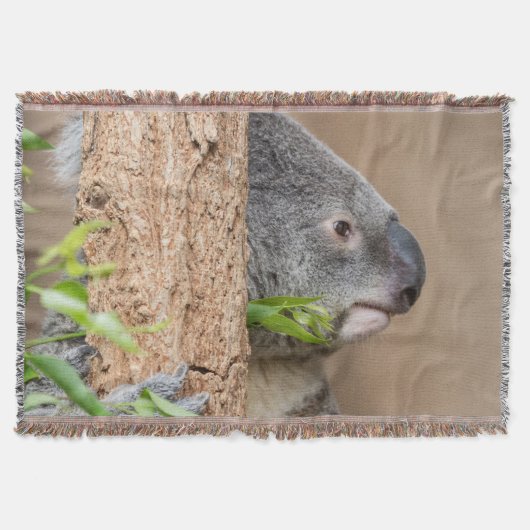 Couverture Capture d'écran Koala (Devant)