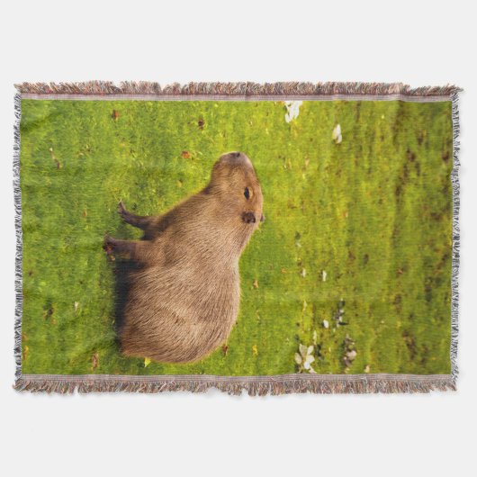 Couverture Capybara (Devant)