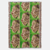 Couverture Capybara Trio (devant Vertical)