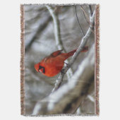 Couverture Cardinal masculin (devant Vertical)