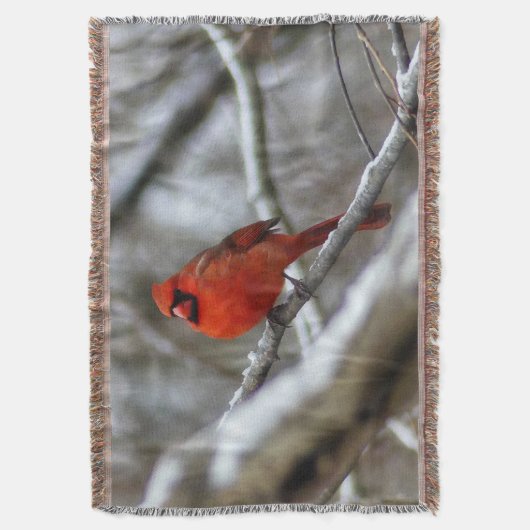 Couverture Cardinal masculin (devant Vertical)